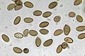spores