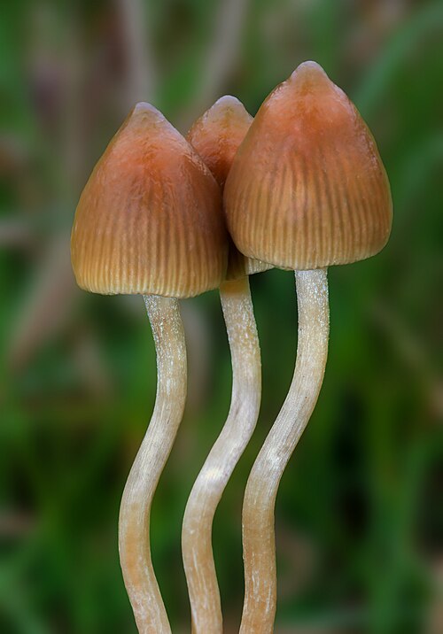 File:Psilocybe.semilanceata.Alan.jpg